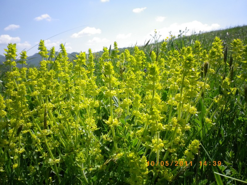 Tutti di colore verde - Cruciata sp.